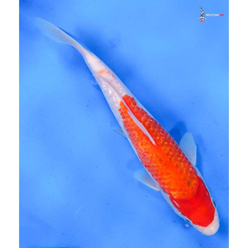 9” Imported Gin Rin Kohaku
