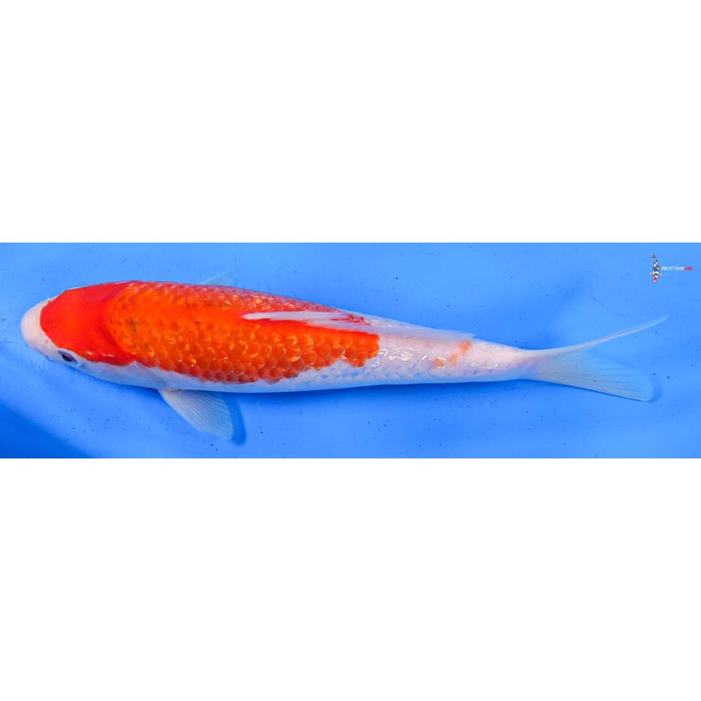 9” Imported Gin Rin Kohaku