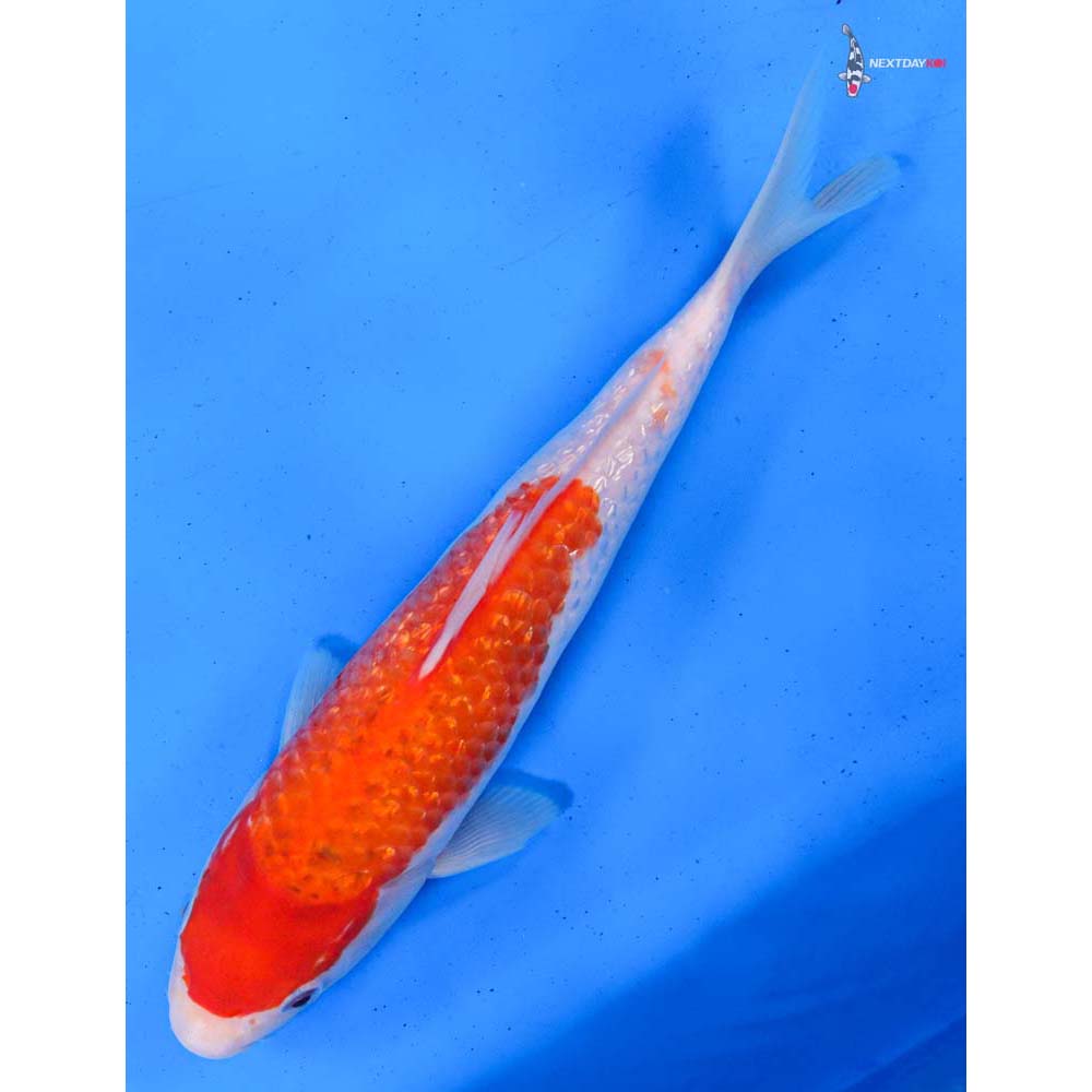 9” Imported Gin Rin Kohaku