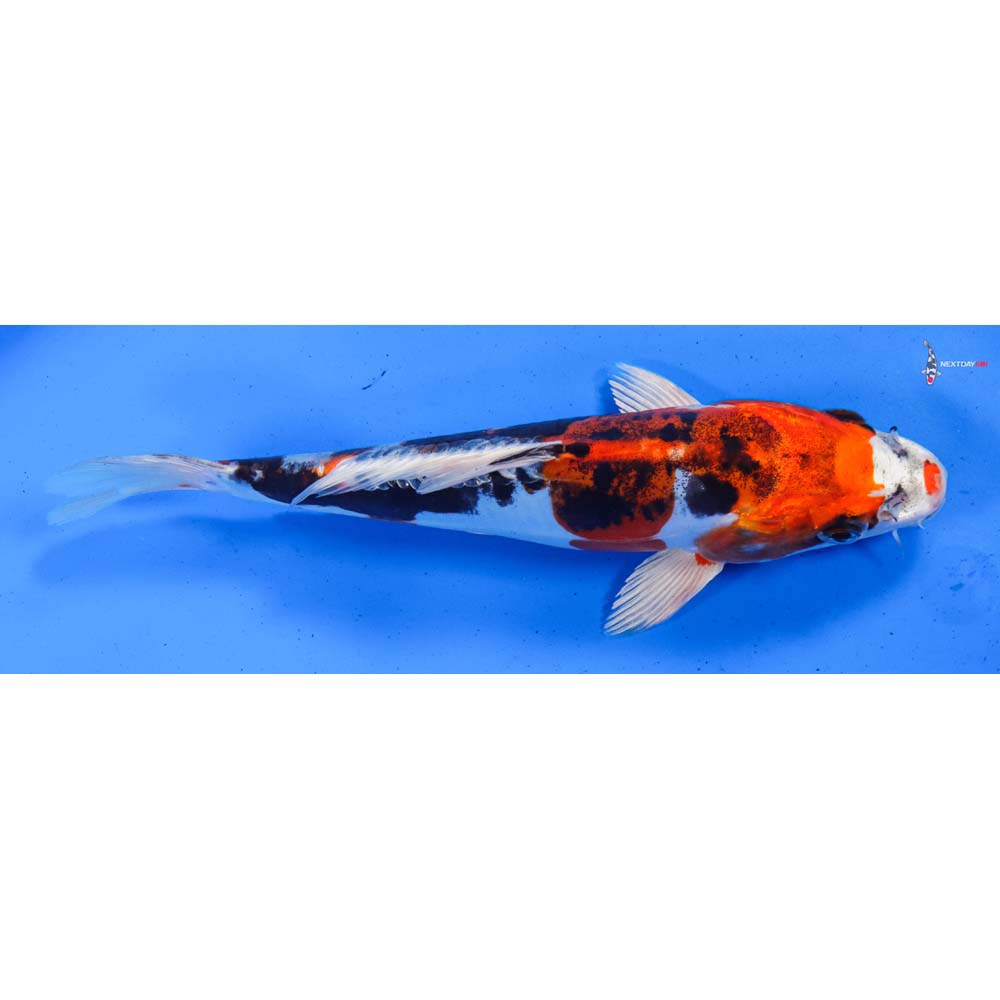 8” Imported Heisei Nishiki