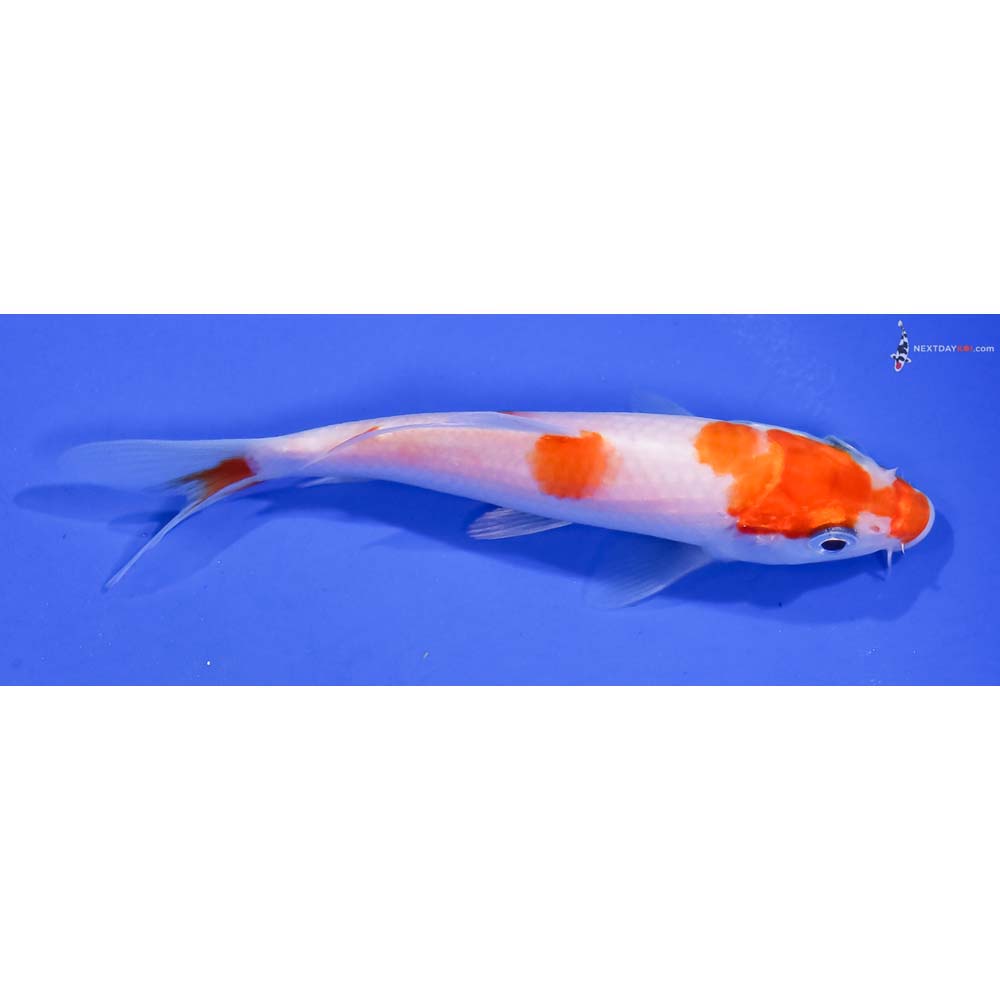 4.5” Imported Kohaku