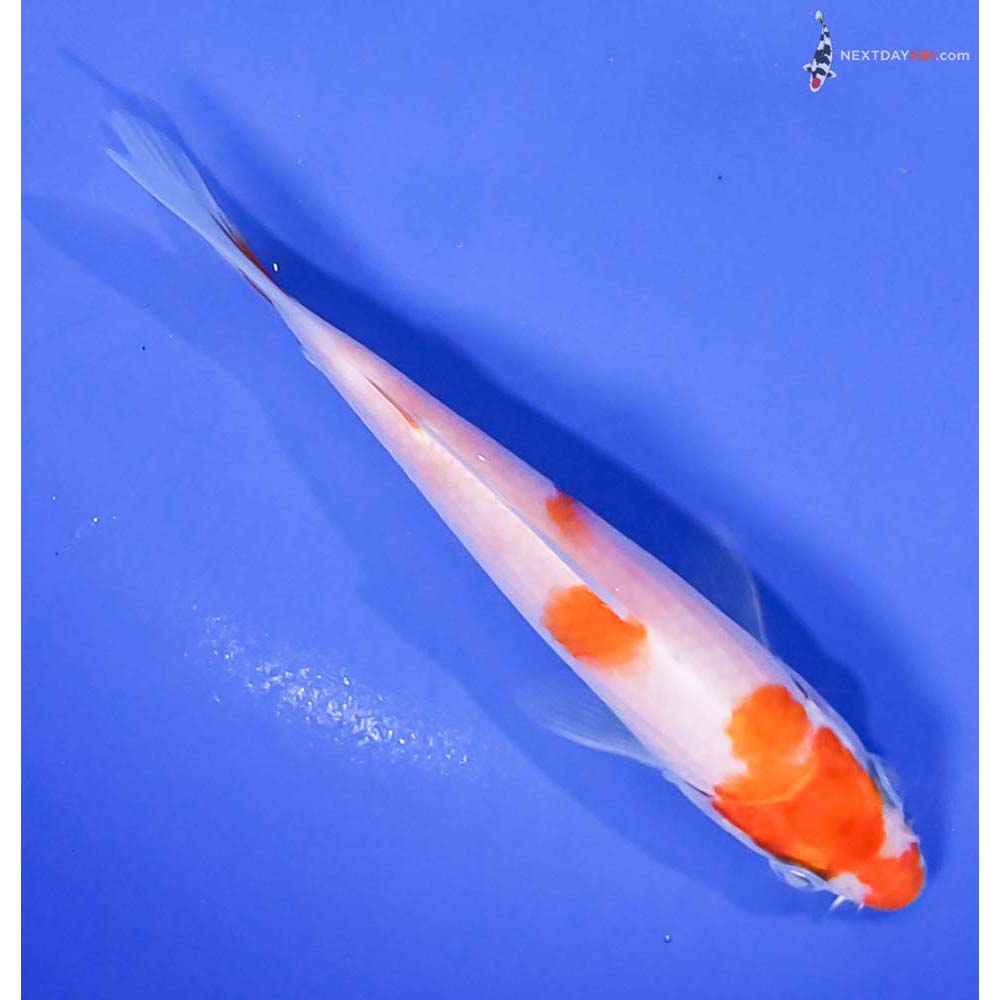 4.5” Imported Kohaku