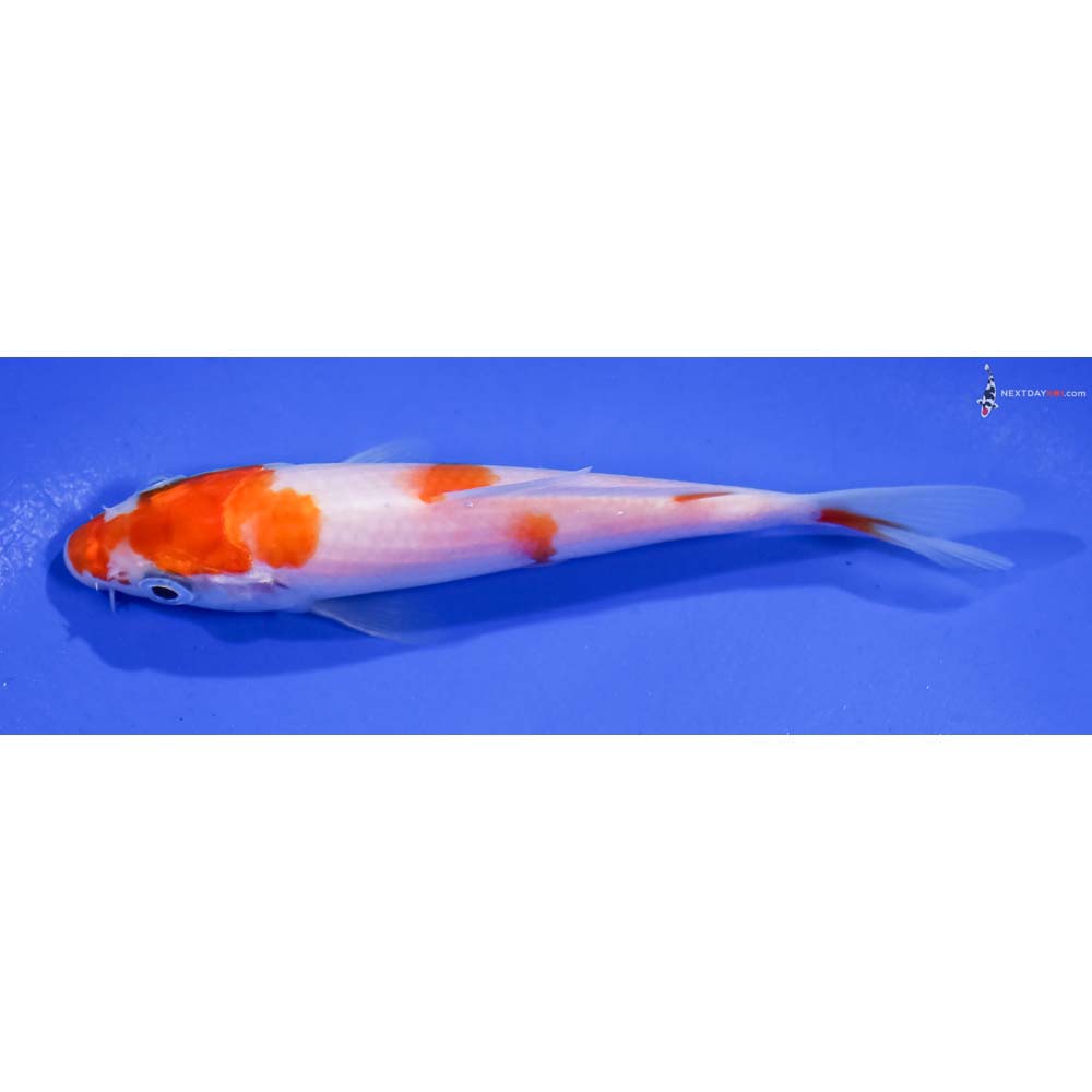 4.5” Imported Kohaku