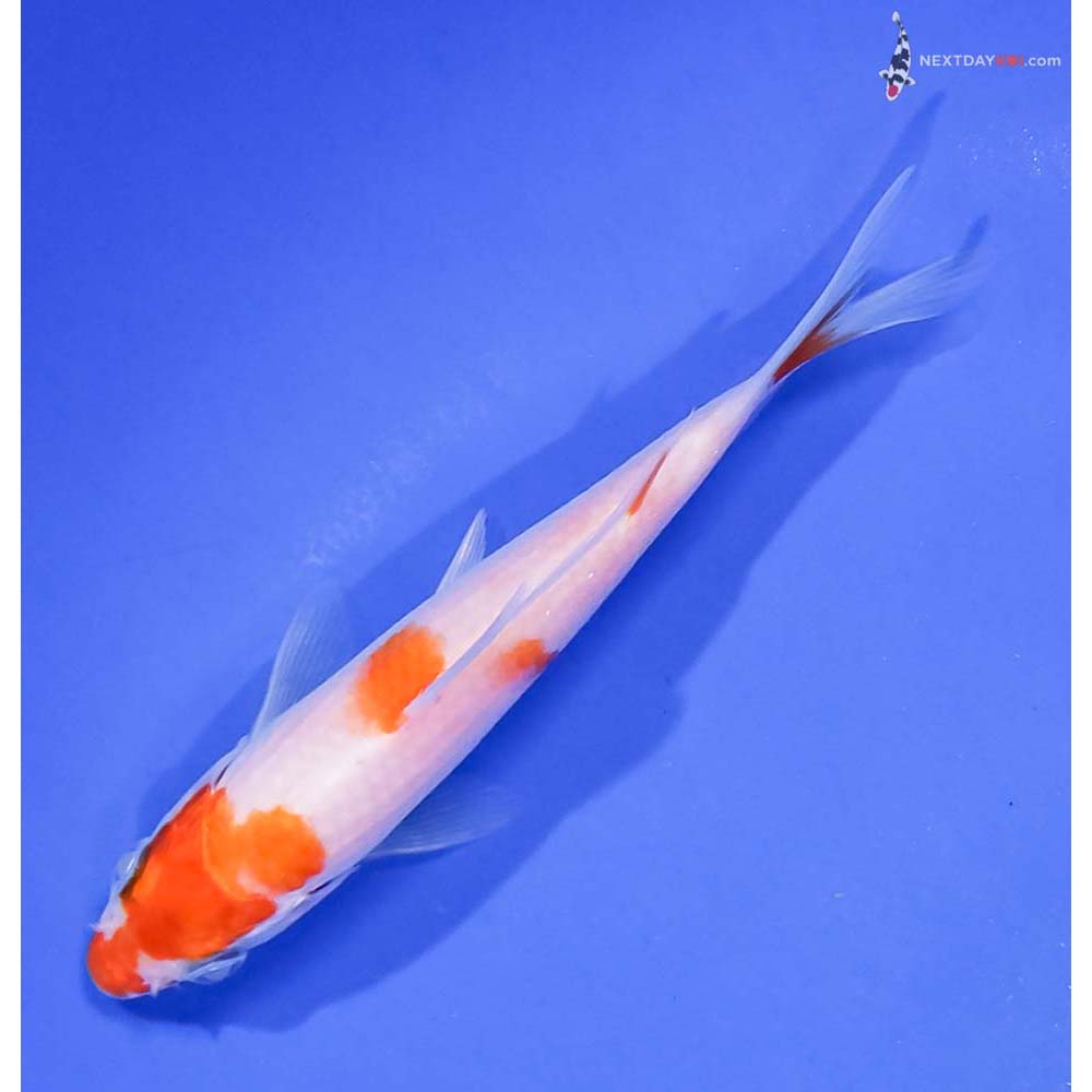 4.5” Imported Kohaku