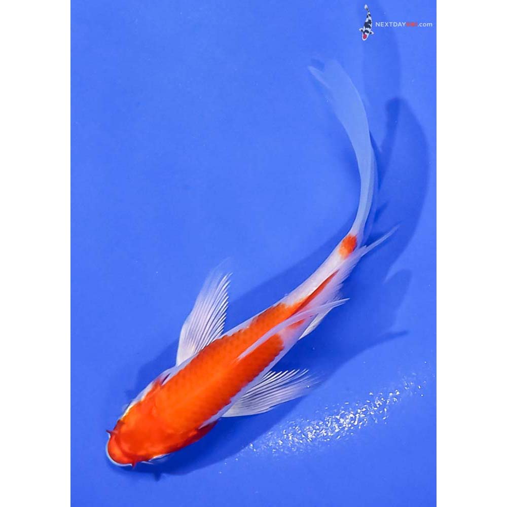 4.5” Imported Hariwake Butterfly Koi