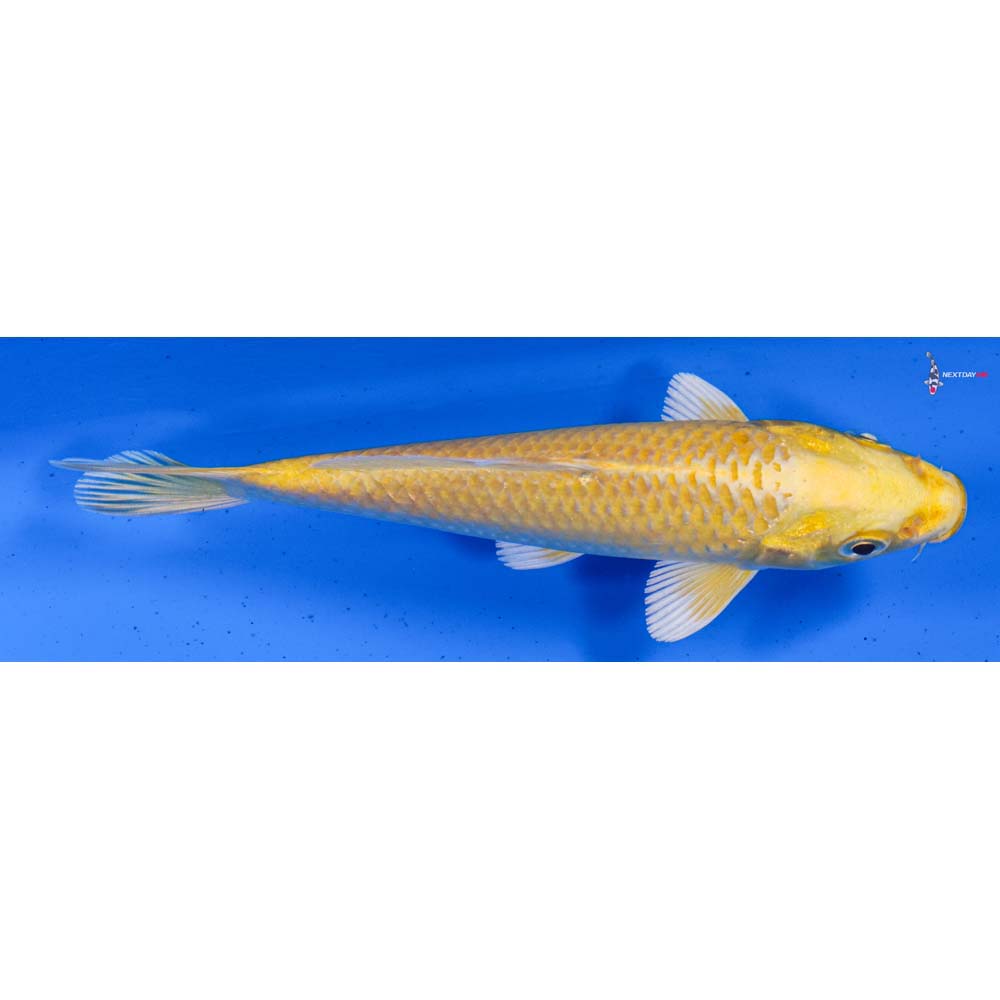 5” Imported Yamabuki Ogon