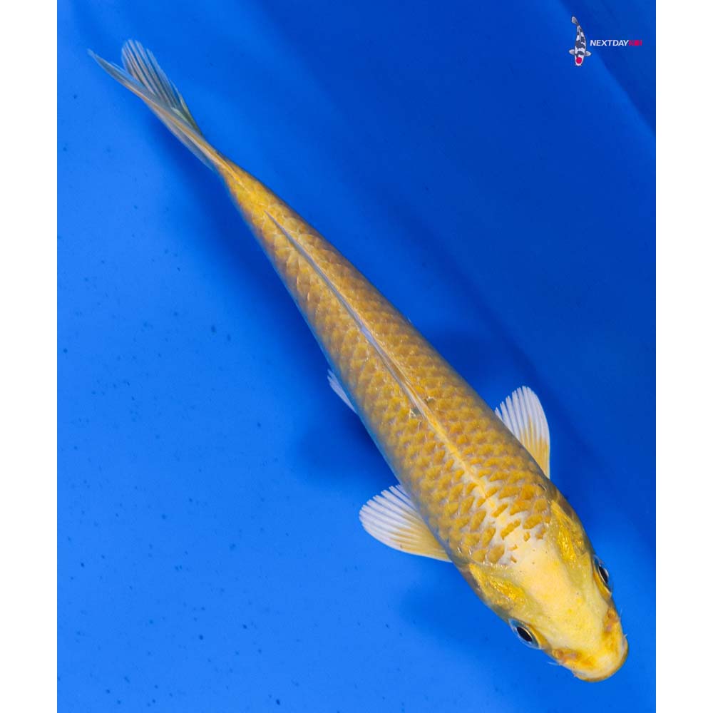 5” Imported Yamabuki Ogon