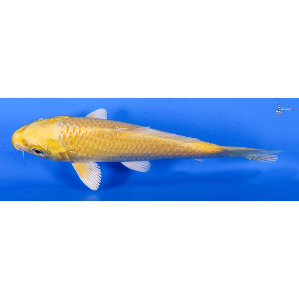5” Imported Yamabuki Ogon