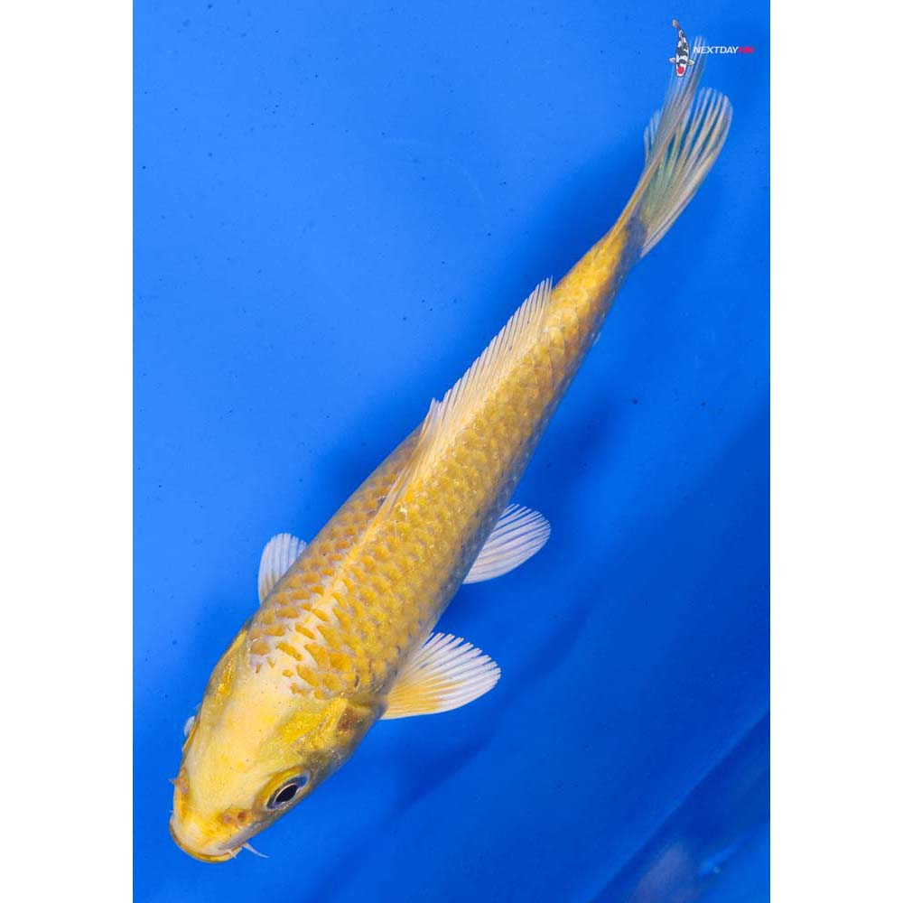 5” Imported Yamabuki Ogon