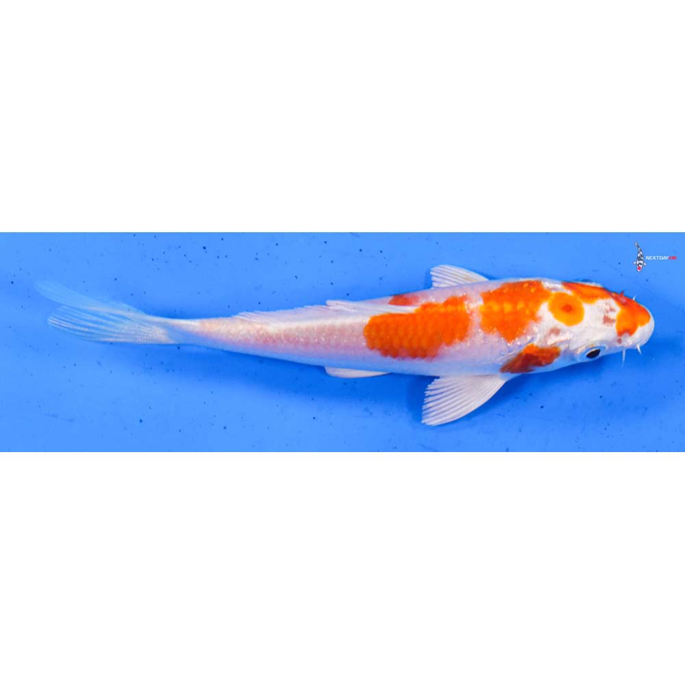 5” Imported Hariwake