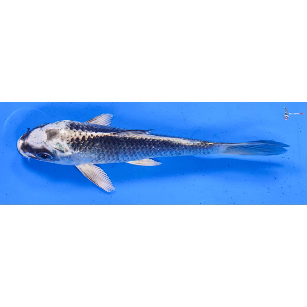 5” Imported Gin Matsuba