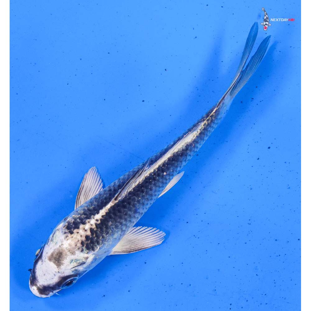 5” Imported Gin Matsuba