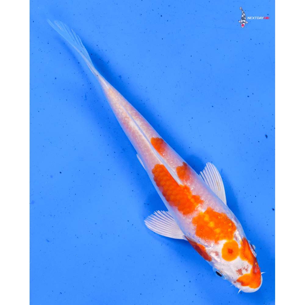 5” Imported Hariwake