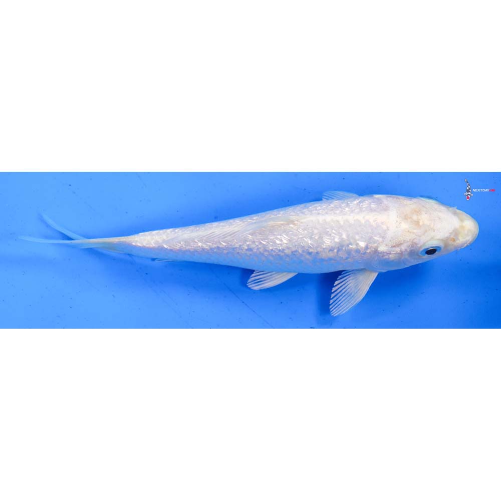 5.5” Imported Gin Rin Platinum Ogon