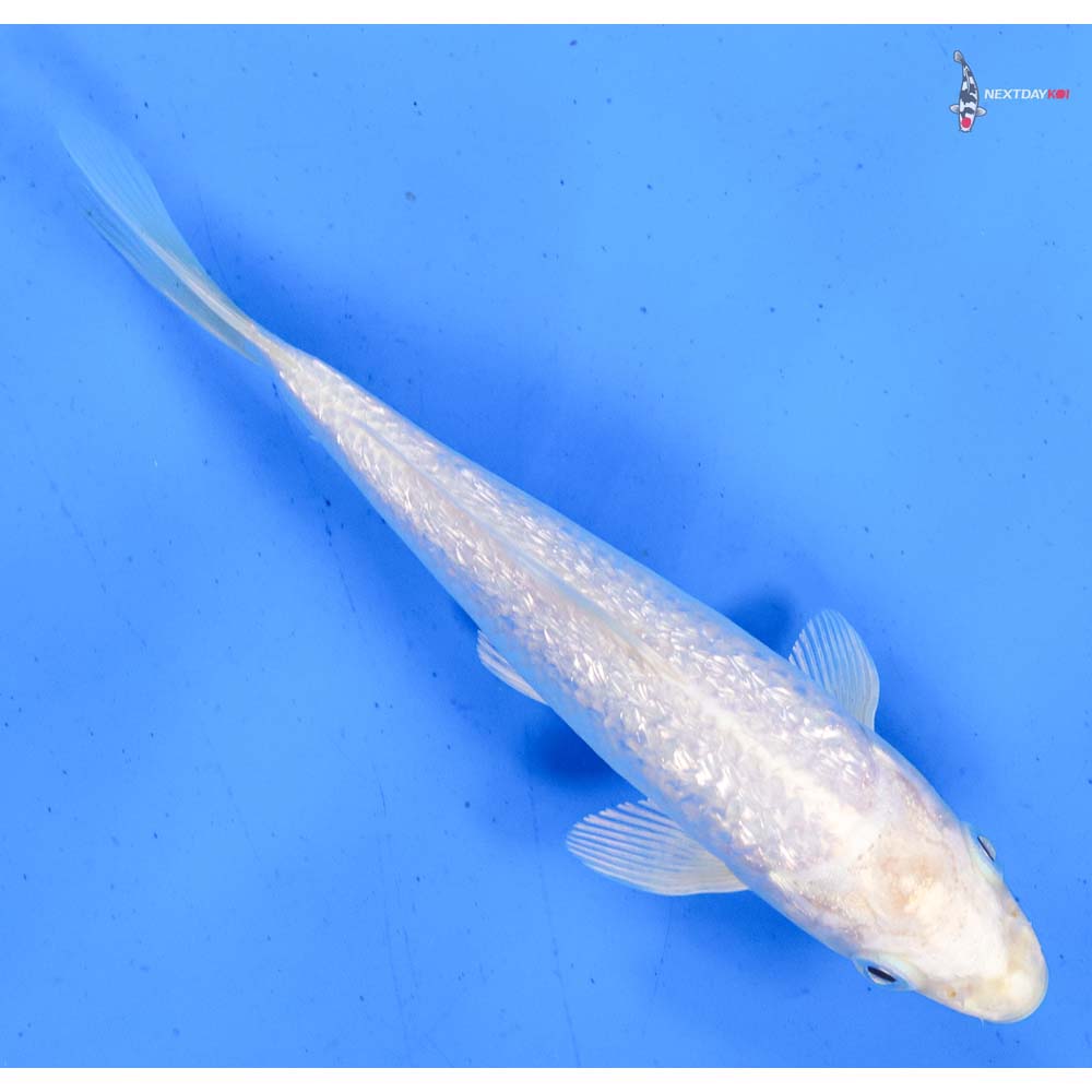 5.5” Imported Gin Rin Platinum Ogon