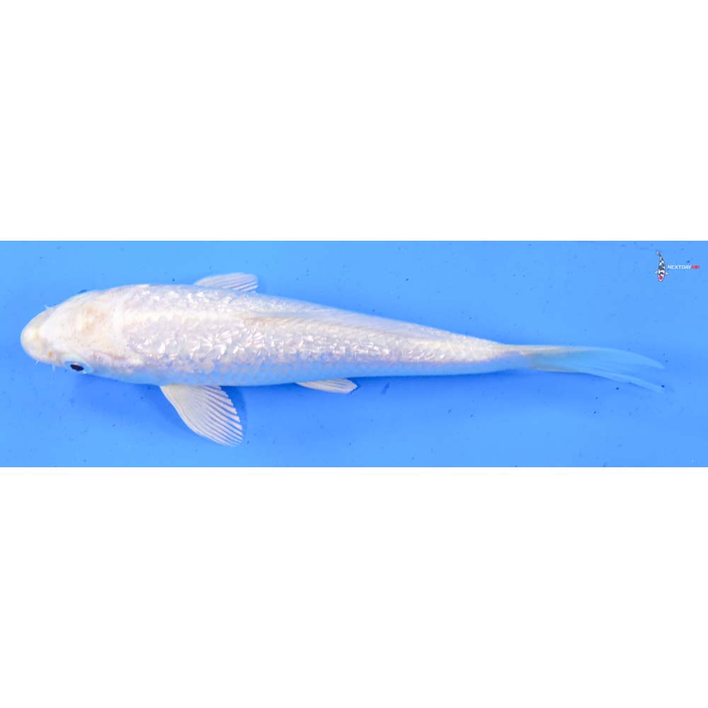 5.5” Imported Gin Rin Platinum Ogon