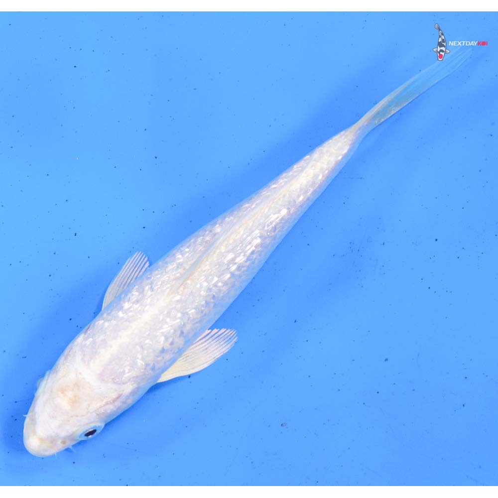 5.5” Imported Gin Rin Platinum Ogon