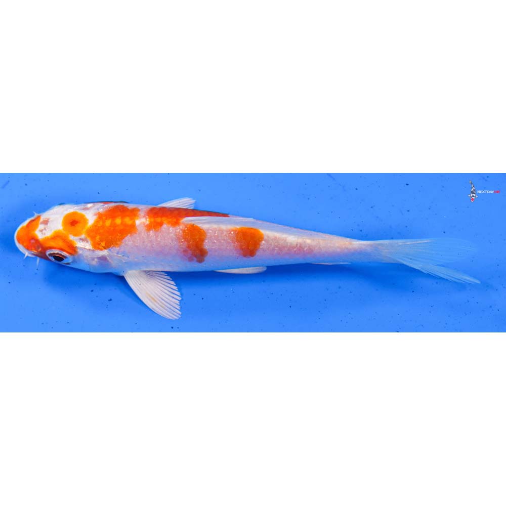 5” Imported Hariwake
