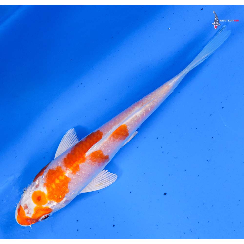 5” Imported Hariwake