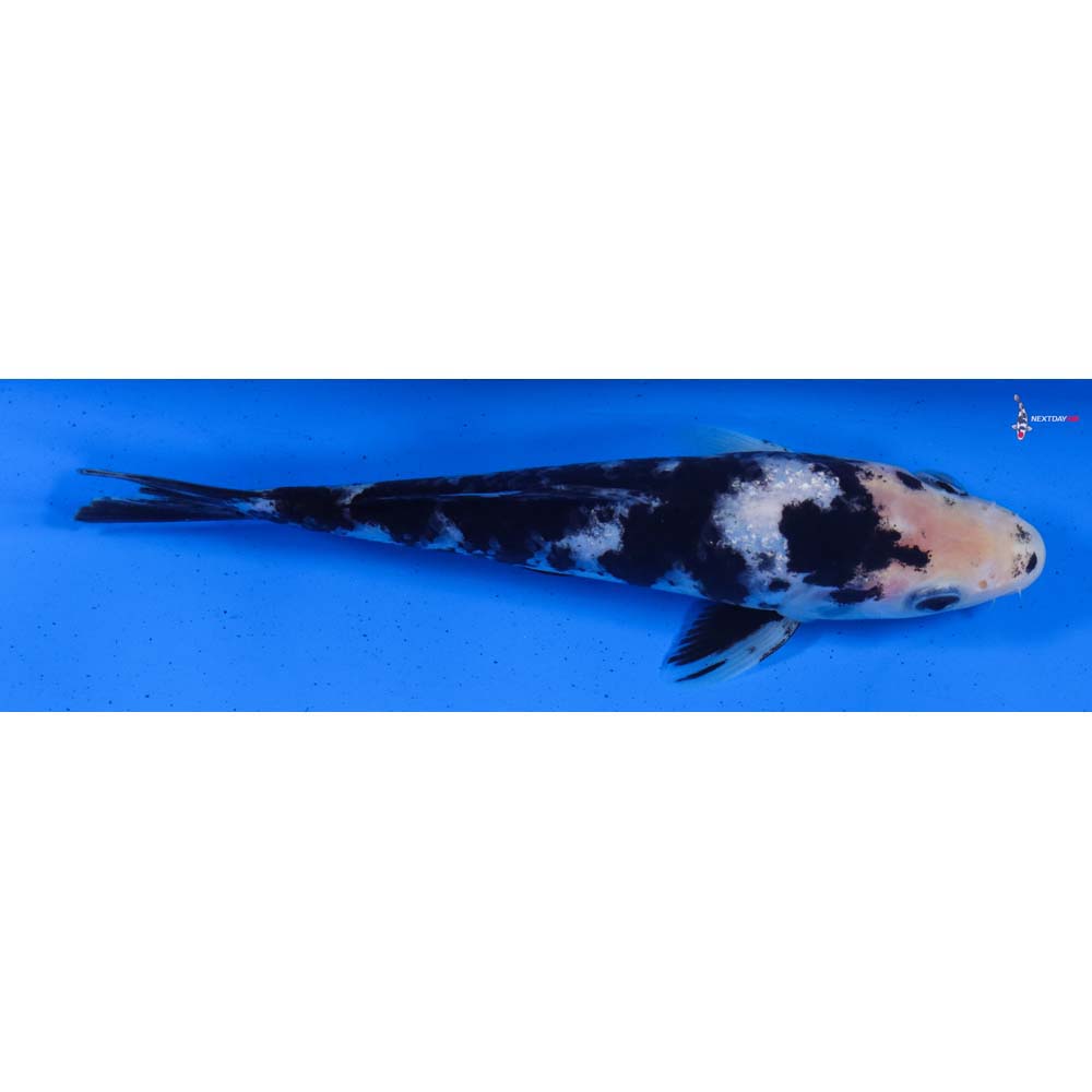 6.5” Imported Shiro Utsuri