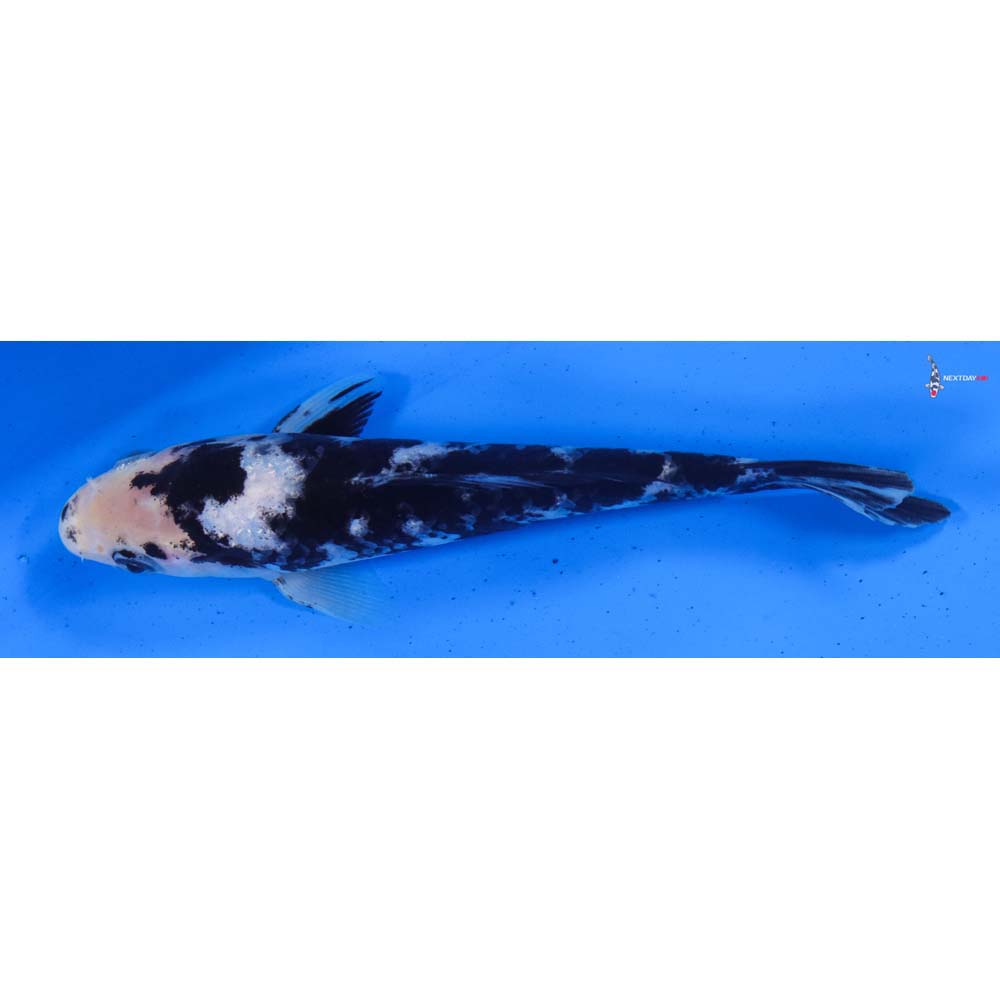 6.5” Imported Shiro Utsuri