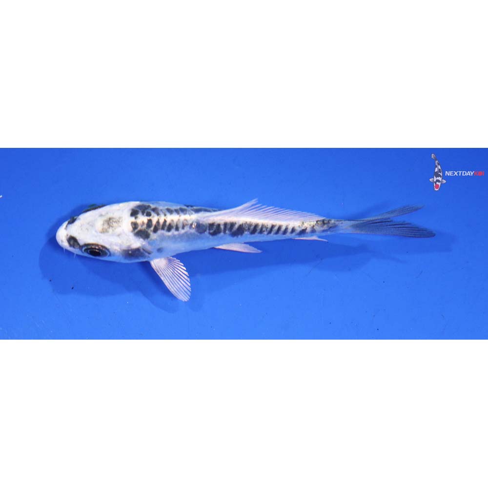 3” Imported Kikokuryu