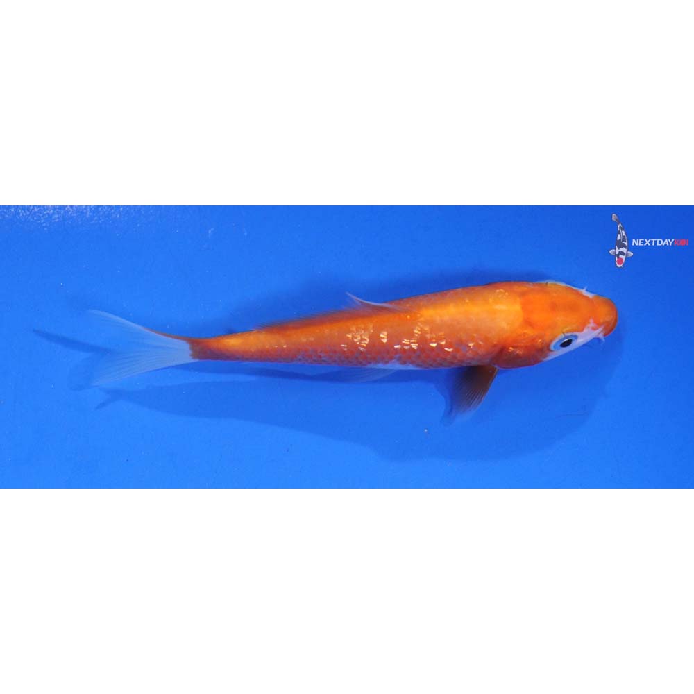 3.5” Imported Gin Rin Kohaku