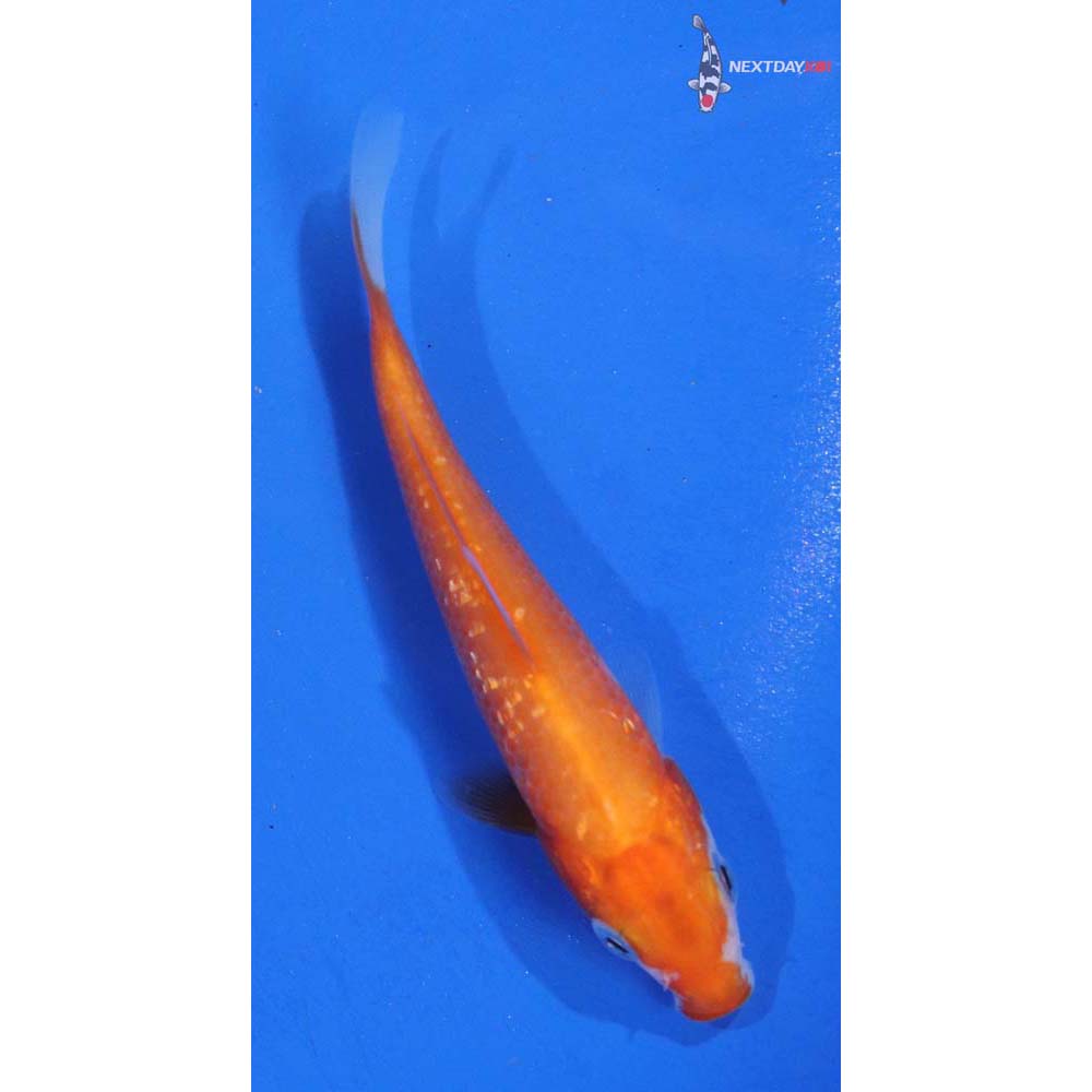 3.5” Imported Gin Rin Kohaku