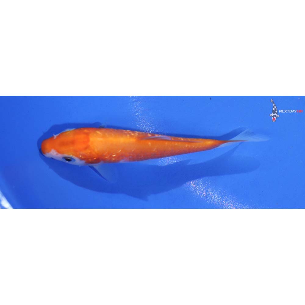 3.5” Imported Gin Rin Kohaku