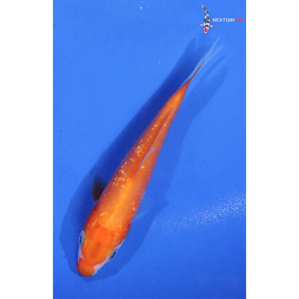 3.5” Imported Gin Rin Kohaku