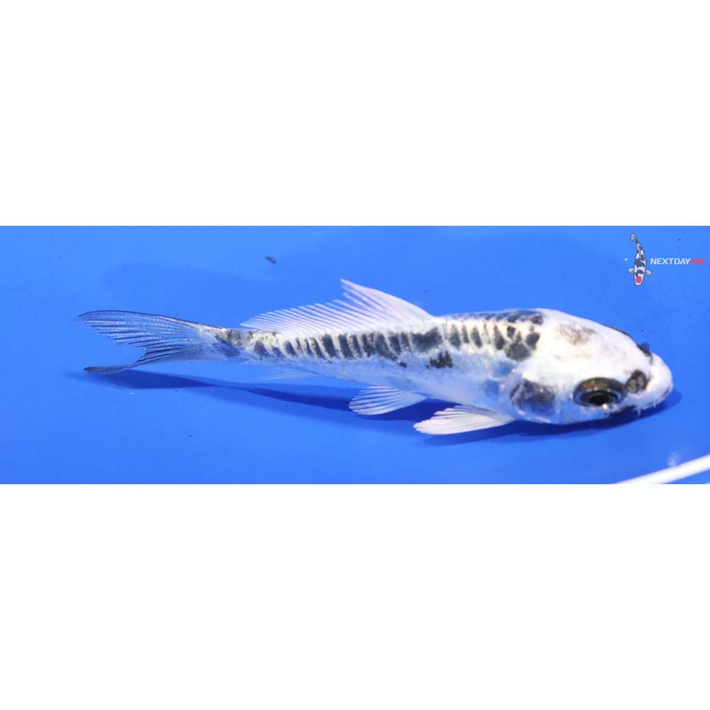 3” Imported Kikokuryu