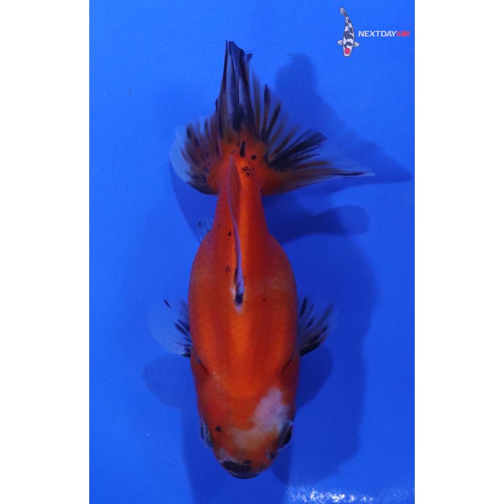 3” Imported Calico Oranda
