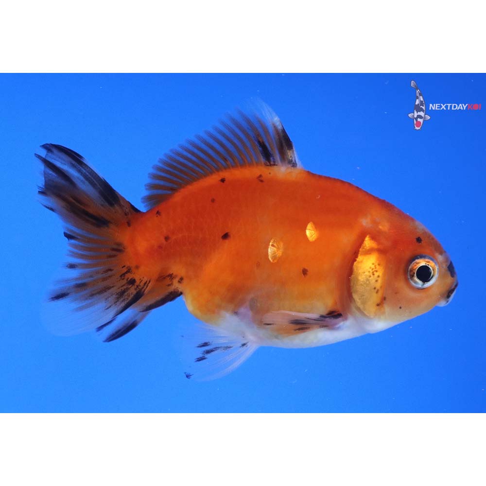 3” Imported Calico Oranda