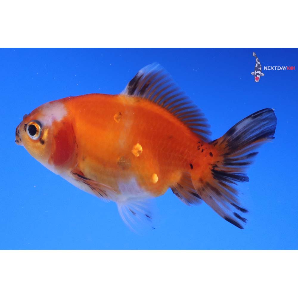 3” Imported Calico Oranda