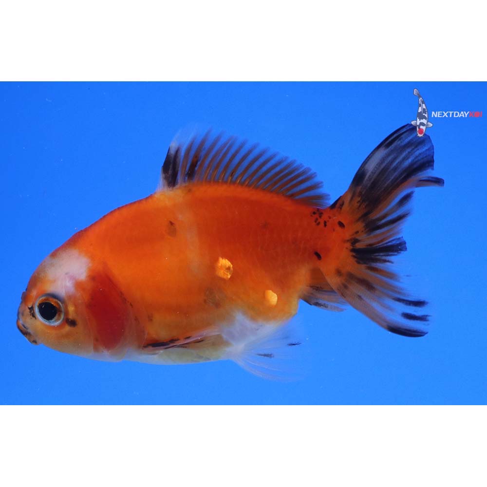 3” Imported Calico Oranda