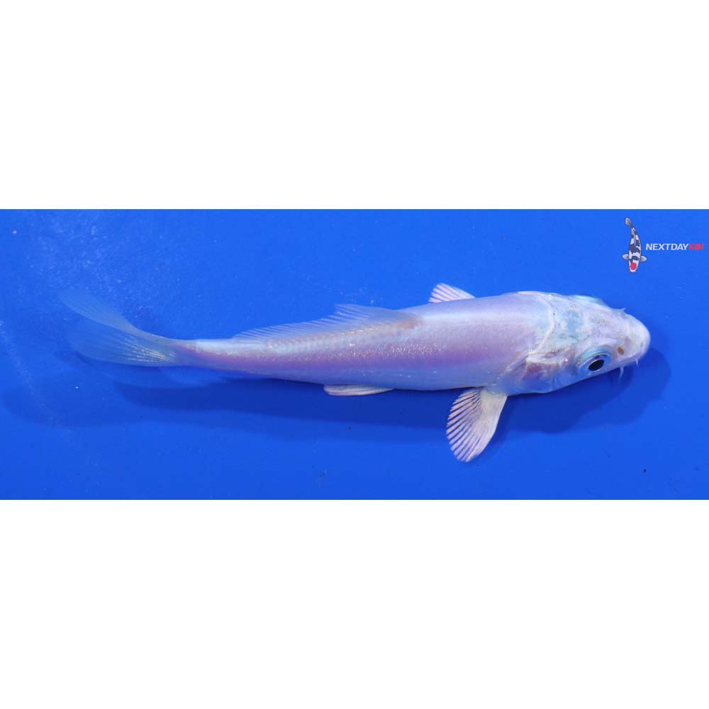 3.5” Imported Doitsu Platinum Ogon
