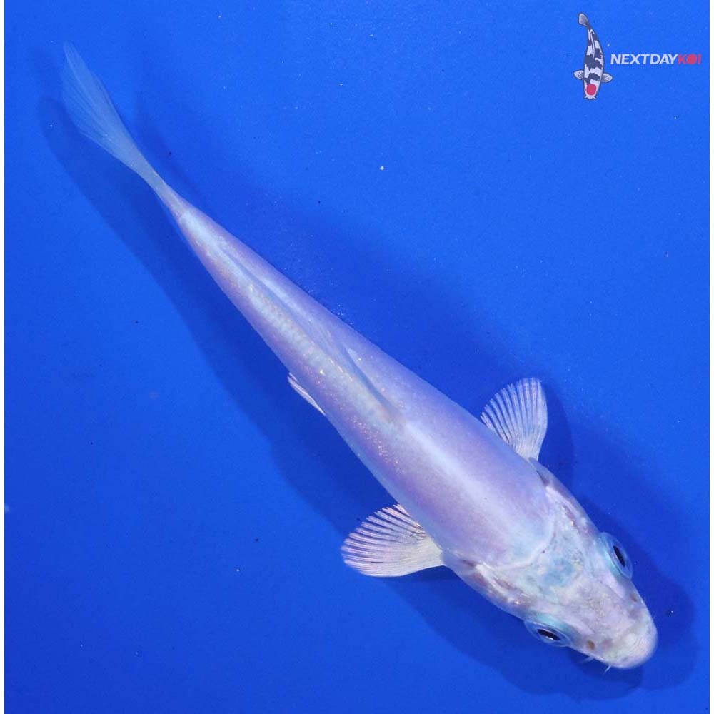 3.5” Imported Doitsu Platinum Ogon