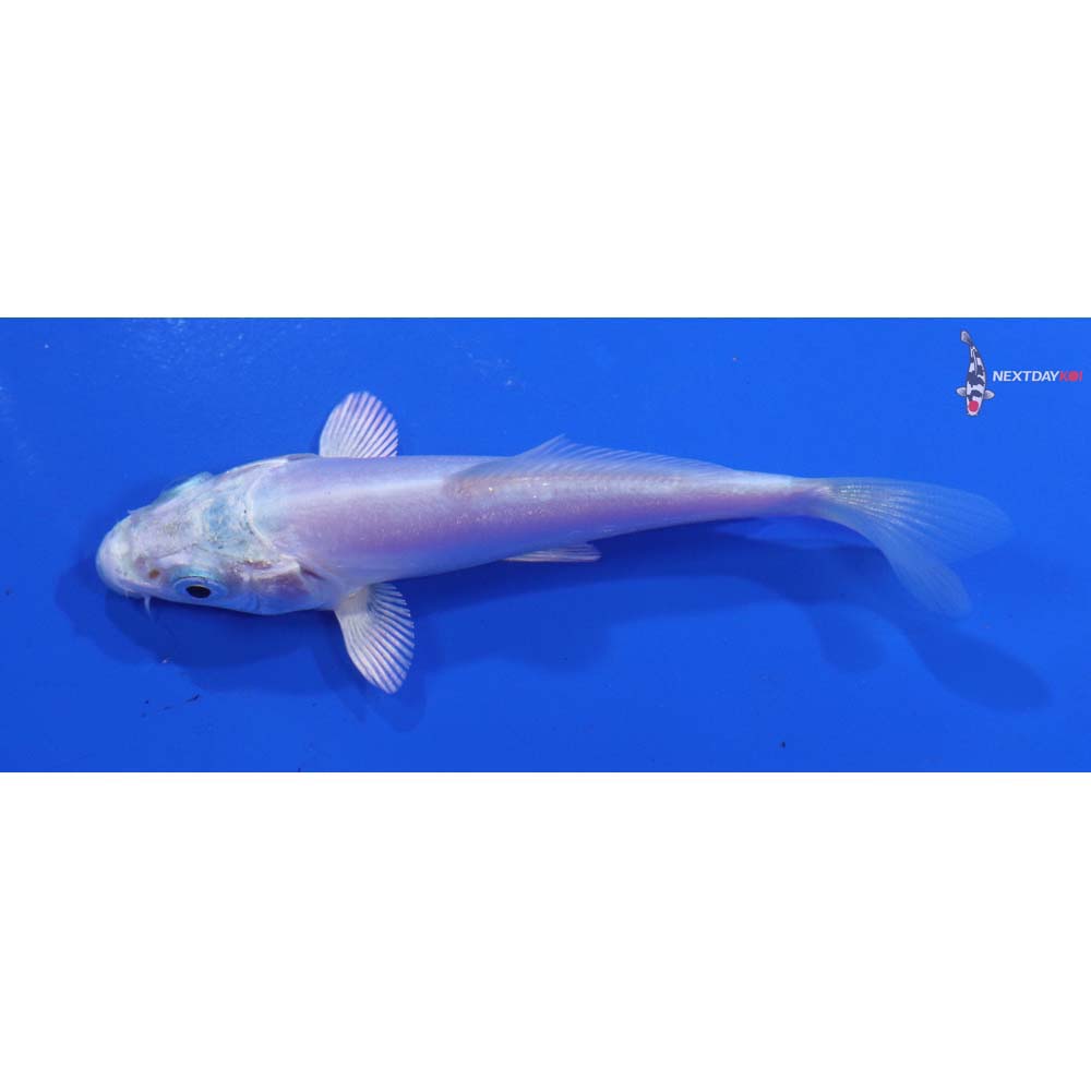 3.5” Imported Doitsu Platinum Ogon