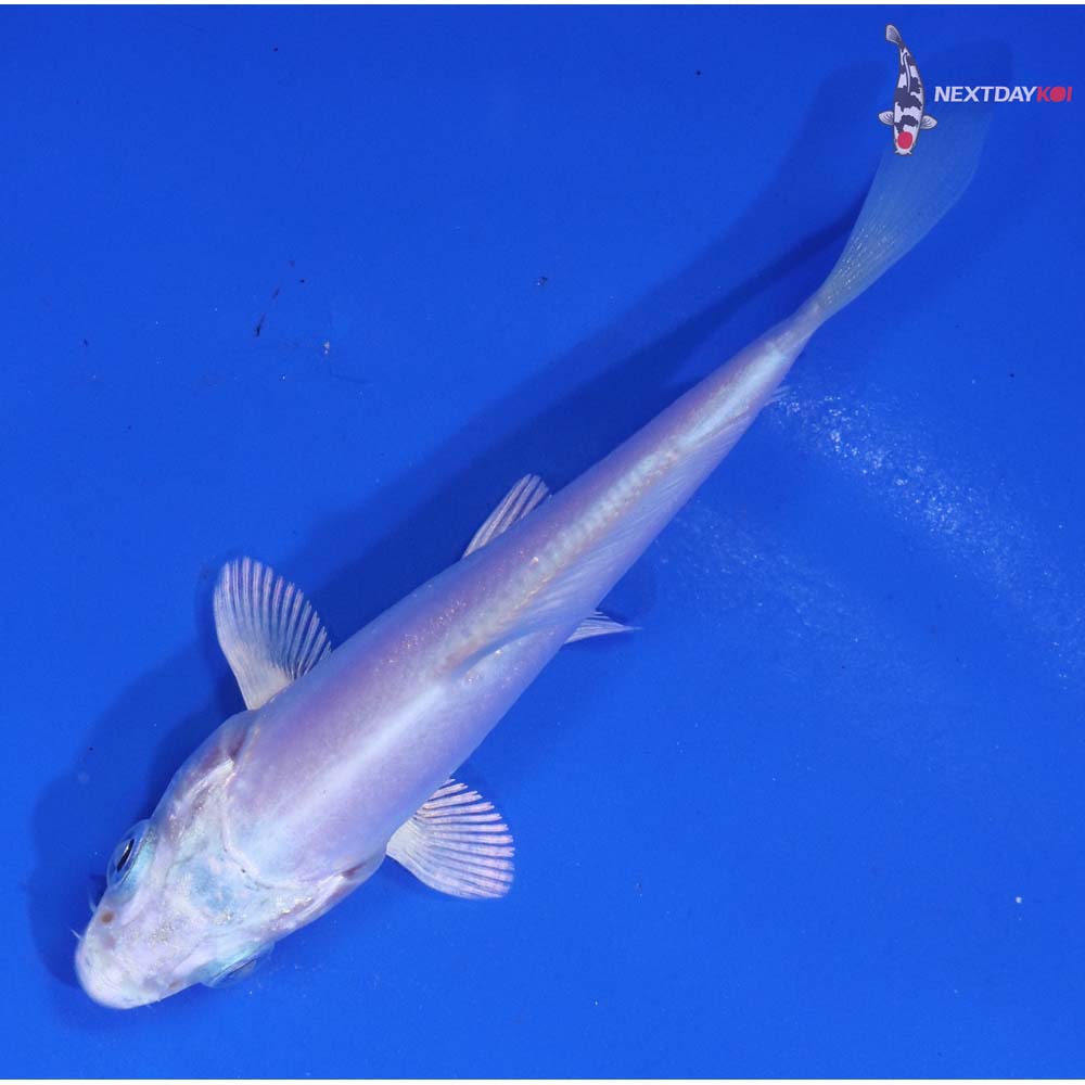 3.5” Imported Doitsu Platinum Ogon