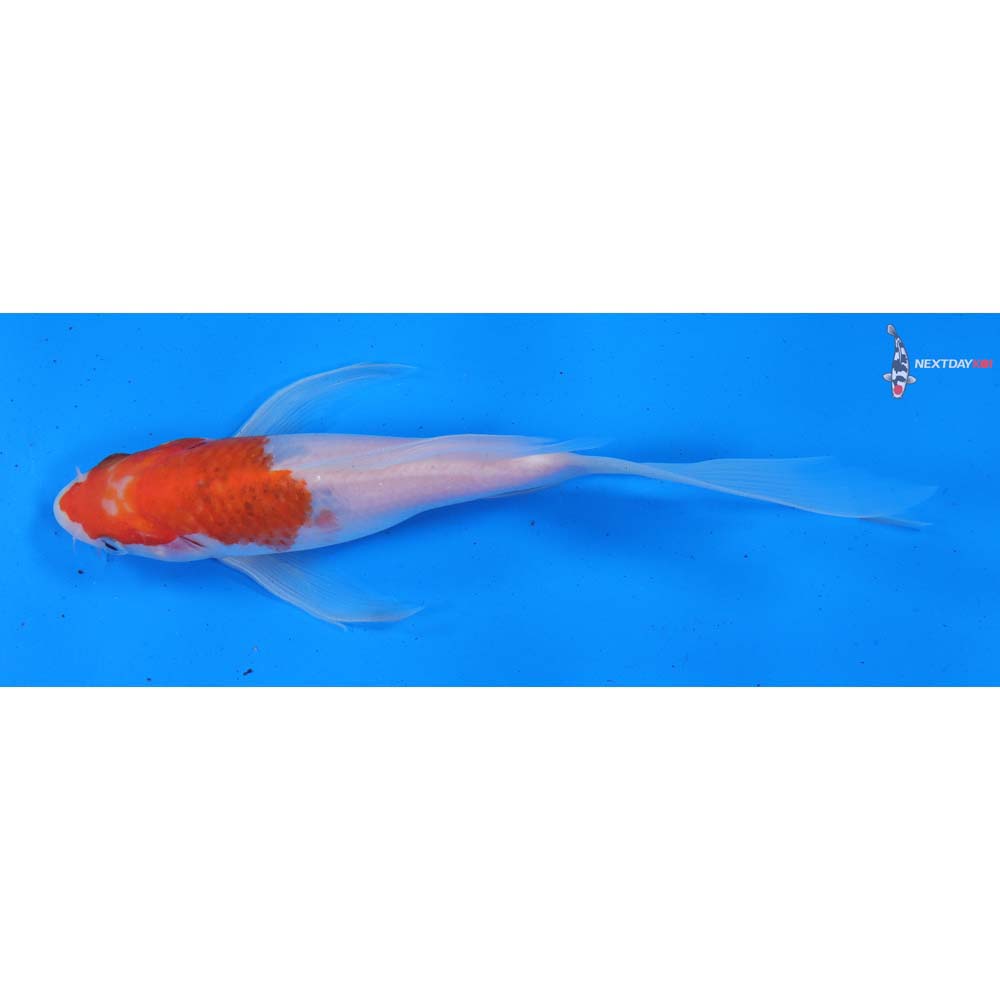 7.5” Imported Goromo Butterfly Koi