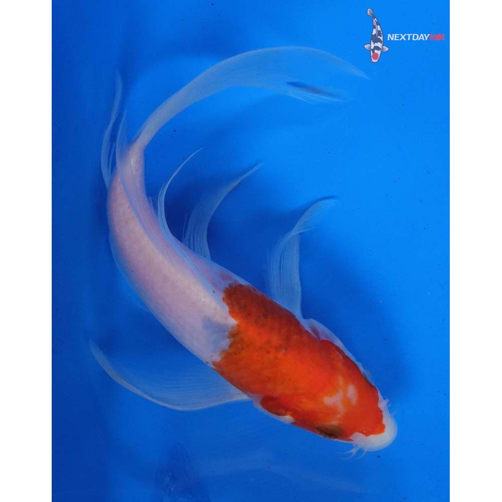 7.5” Imported Goromo Butterfly Koi