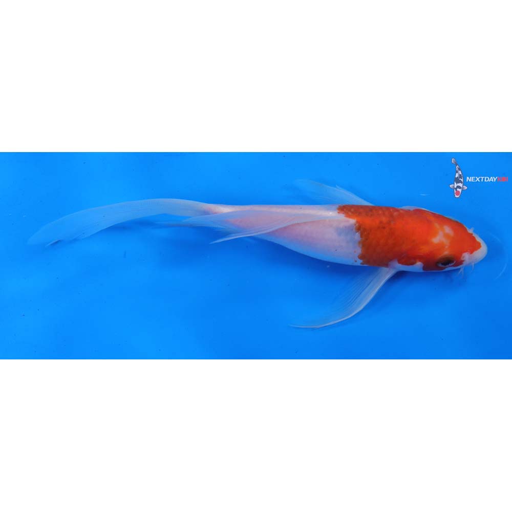 7.5” Imported Goromo Butterfly Koi
