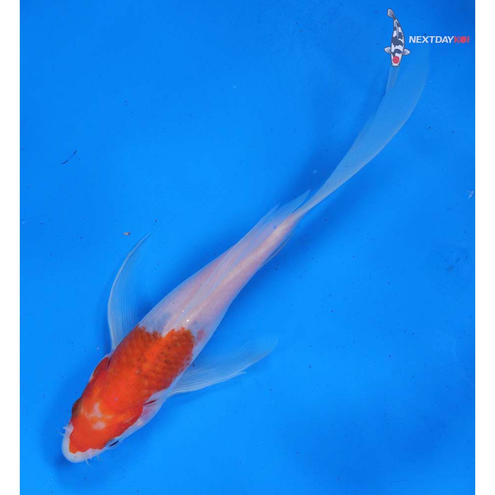 7.5” Imported Goromo Butterfly Koi