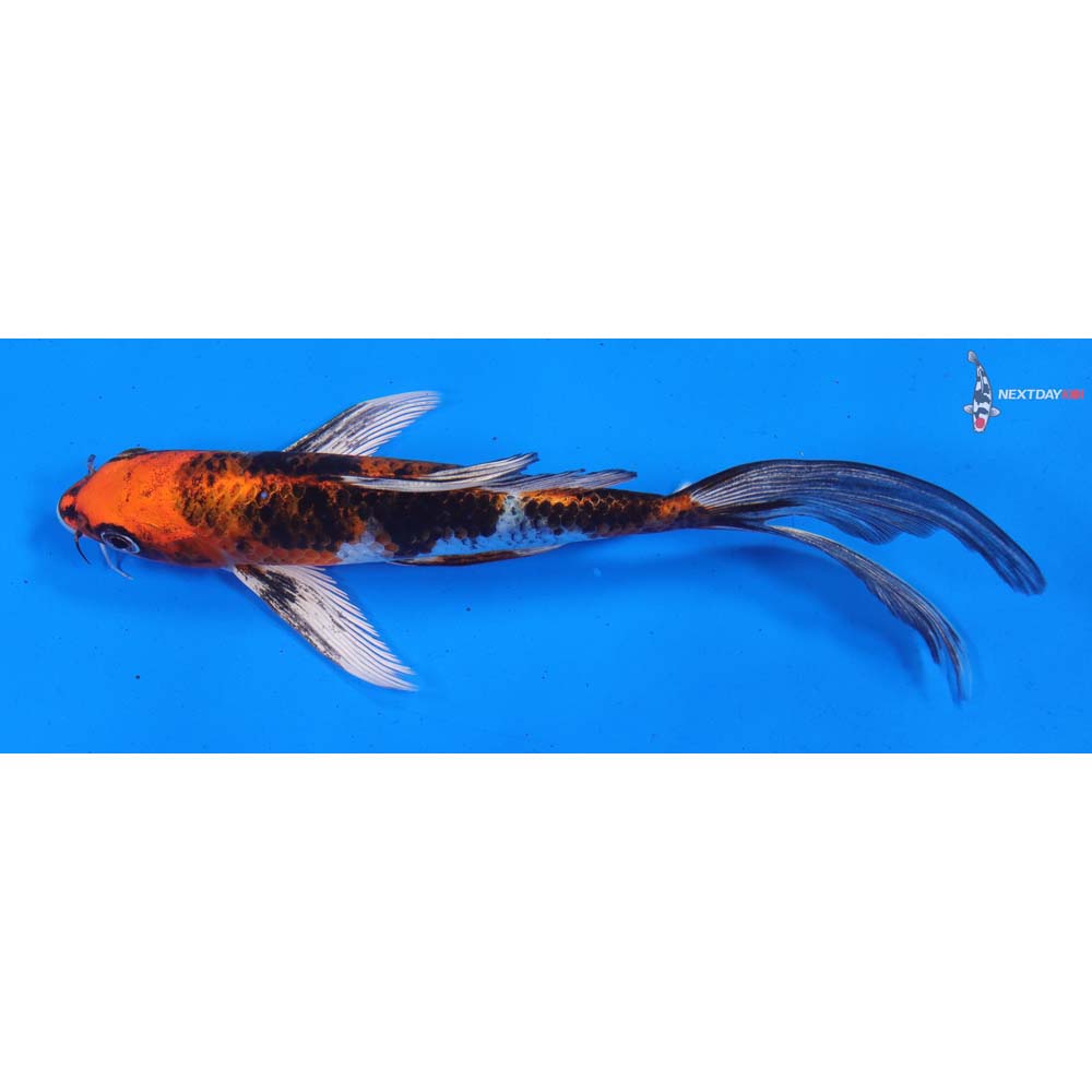 7.5” Imported Yamato Nishiki Butterfly Koi