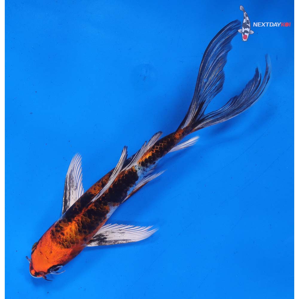 7.5” Imported Yamato Nishiki Butterfly Koi