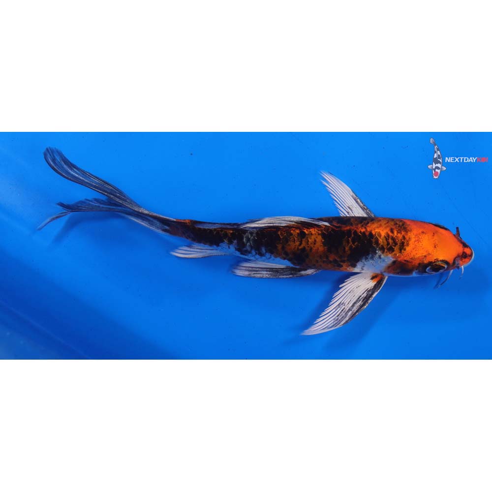 7.5” Imported Yamato Nishiki Butterfly Koi