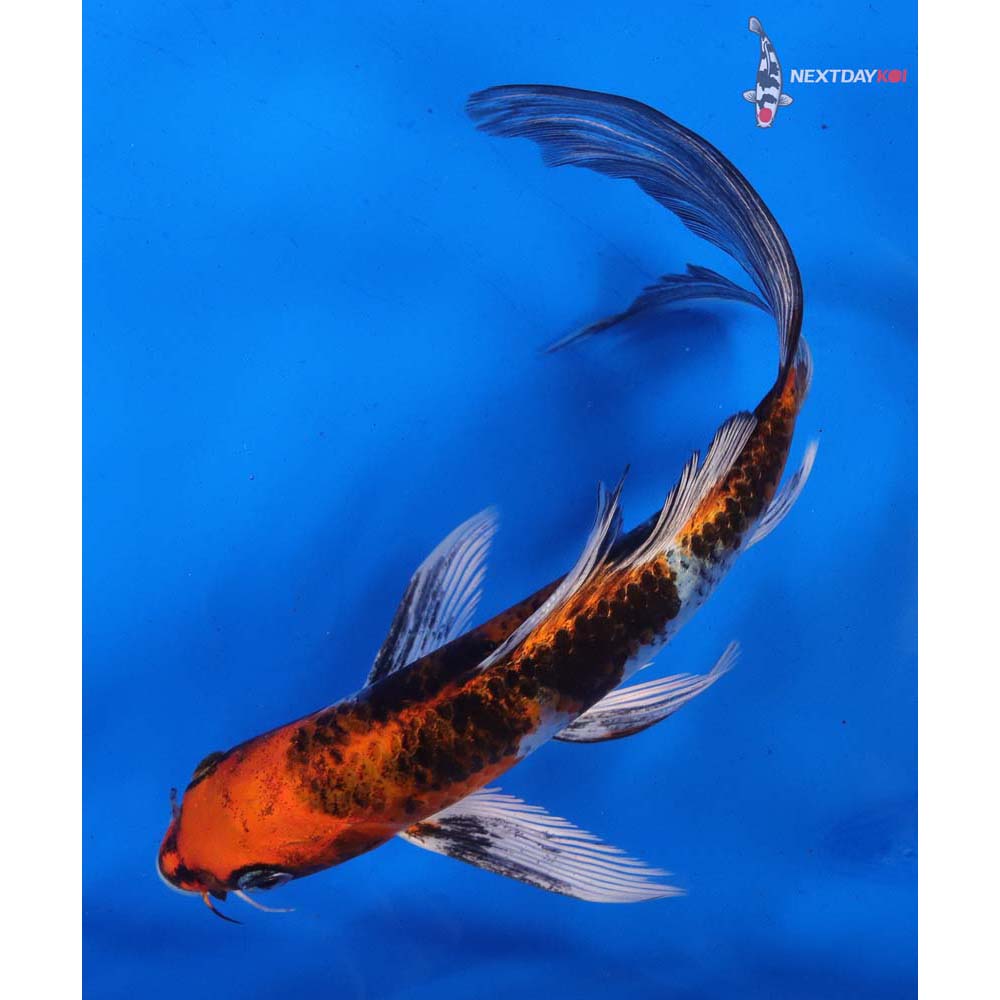 7.5” Imported Yamato Nishiki Butterfly Koi