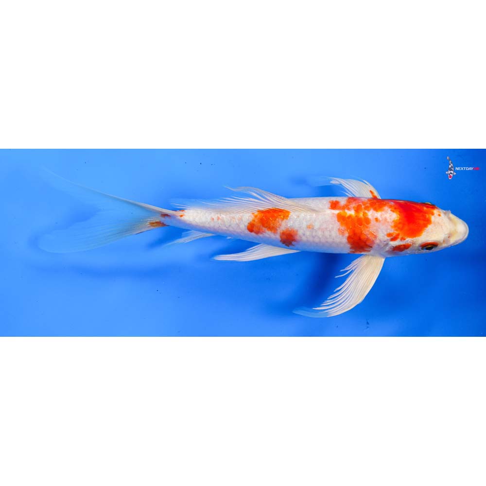 8” Imported Hariwake Butterfly Koi