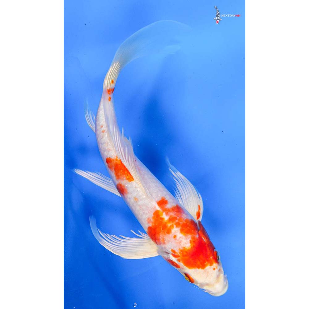 8” Imported Hariwake Butterfly Koi
