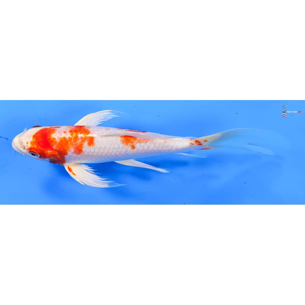 8” Imported Hariwake Butterfly Koi